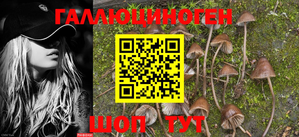 Галлюциногенные грибы Psilocybe  Вход с VPN  Псков 
